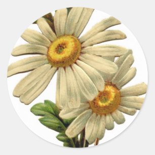 Adesivo Redondo Daisy Vintage