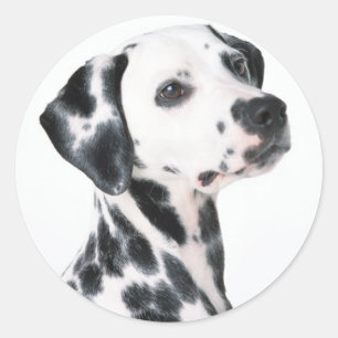 Adesivo Redondo Dalmatian