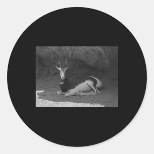 Adesivo Redondo Dama Gazelle Valencia Black and White Sticker