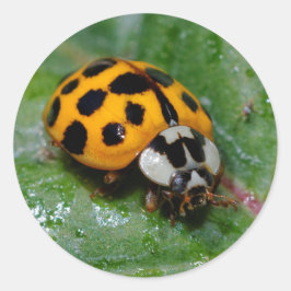 Adesivo Redondo Damasco Amarelo e Preto com 18 Pontas