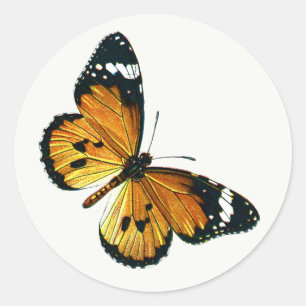 Adesivo Redondo Danaus chrysippus - Plain Tiger ou African Queen