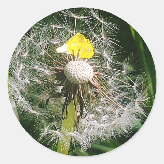 Adesivo Redondo Dandelion (Frente)