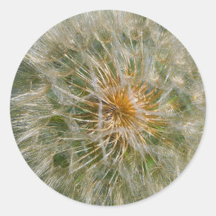 Adesivo Redondo Dandelion Flower