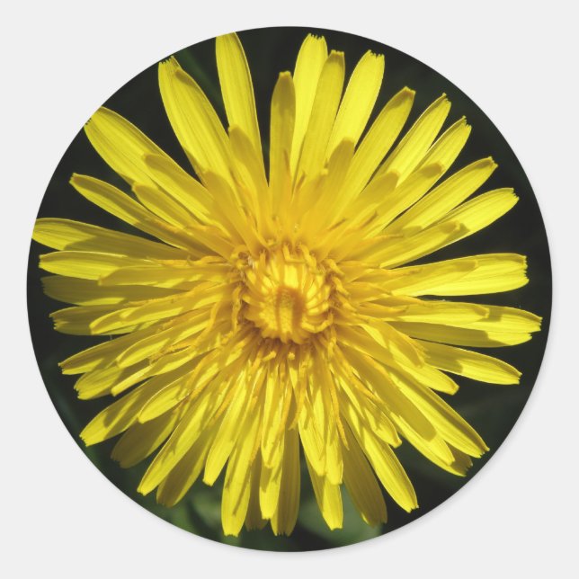 Adesivo Redondo Dandelion Sticker (Frente)