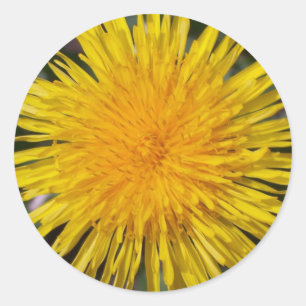 Adesivo Redondo Dandelion Stickers