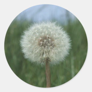 Adesivo Redondo Dandelion Stickers
