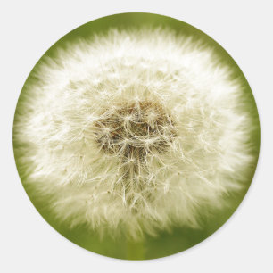 Adesivo Redondo Dandy Lion