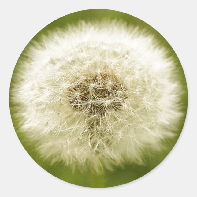 Adesivo Redondo Dandy Lion (Frente)