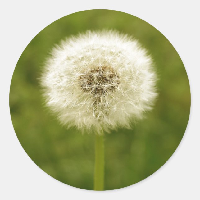 Adesivo Redondo Dandy Lion (Frente)