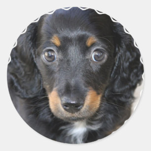 Adesivo Redondo Daschund Puppy Dog Stickers