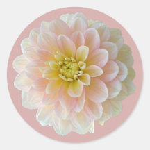 Day Dreamer Waterlily Dahlia