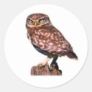 Adesivo Redondo Decal detalhado de Coruja-grande - Wilderness Natu
