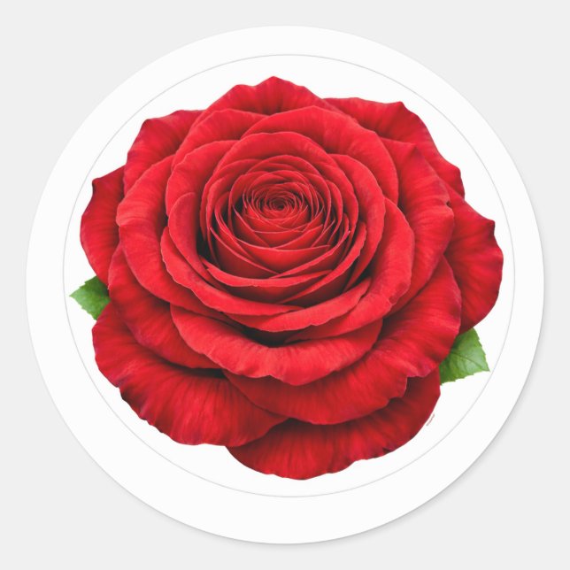 Adesivo Redondo Deep Red Rose Round Envelope Seal Sticker (Frente)