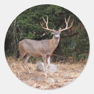 Adesivo Redondo Deer Round Sticker