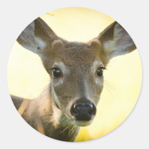 Adesivo Redondo Deer Young Buck, de cauda branca