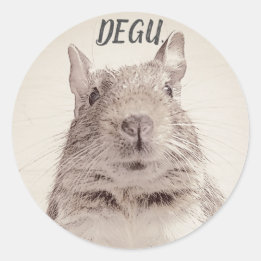 ADESIVO REDONDO ♧ DEGU ♧