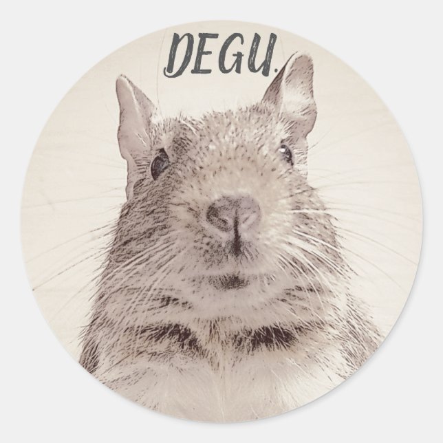 ADESIVO REDONDO ♧ DEGU ♧ (Frente)