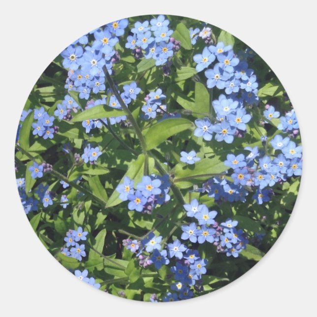 Adesivo Redondo Delicar Blue Forget-Me-Not Photo Stickers (Frente)
