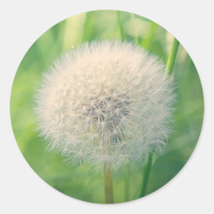 Adesivo Redondo Dente-de-leão na vegetação com luz suave de verão