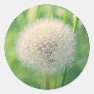 Adesivo Redondo Dente-de-leão na vegetação com luz suave de verão