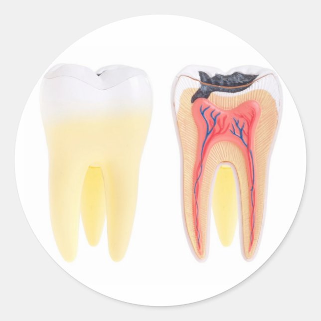 Adesivo Redondo Dentes Anatomia (Frente)