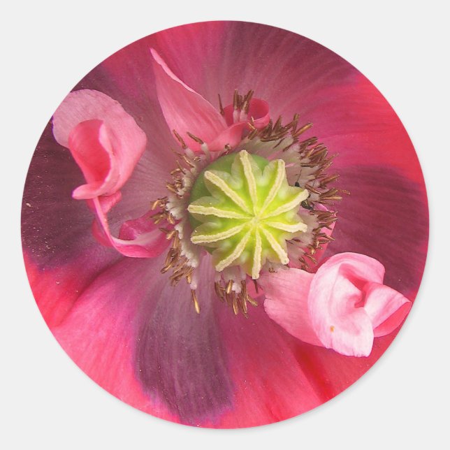 Adesivo Redondo Dentro da papeira (Frente)