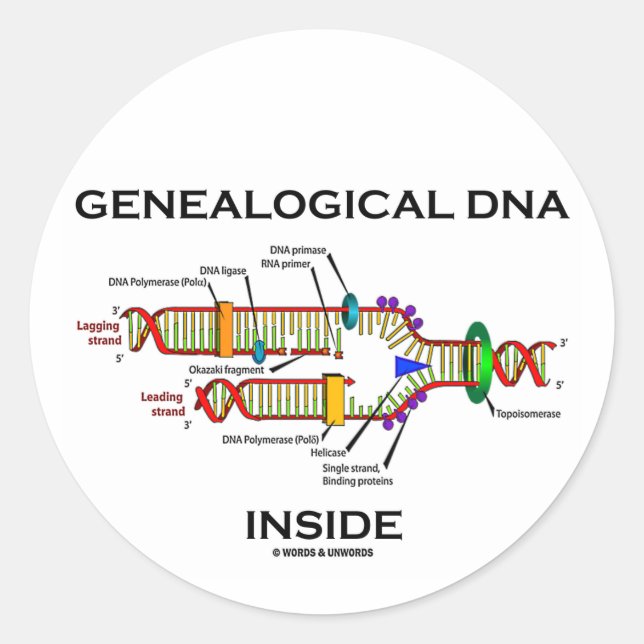 Adesivo Redondo Dentro de ADN genealógico (replicação do ADN) (Frente)