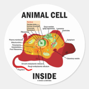 Adesivo Redondo Dentro de células de origem animal (Biologia celu