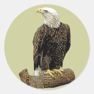 Adesivo Redondo Desenho da águia americana