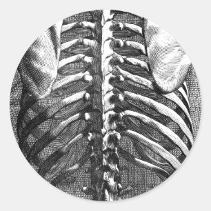 Adesivo Redondo Desenho do vintage de uma espinha e de um ribcage