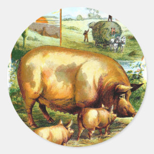 Adesivo Redondo Desenho Vintage: Porco Mãe com Leitões