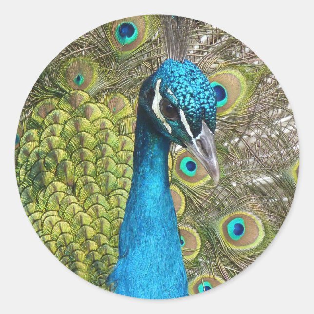 Adesivo Redondo Design o seu próprio círculo personalizado de auto (Frente)