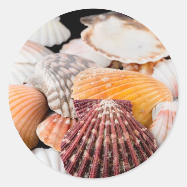 Adesivo Redondo Detalhe Dos Conchas De Todo O Mundo 2 (Frente)