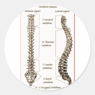 Adesivo Redondo Detalhes da coluna Sepia2