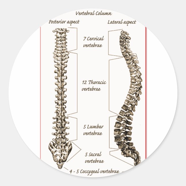Adesivo Redondo Detalhes da coluna Sepia2 (Frente)