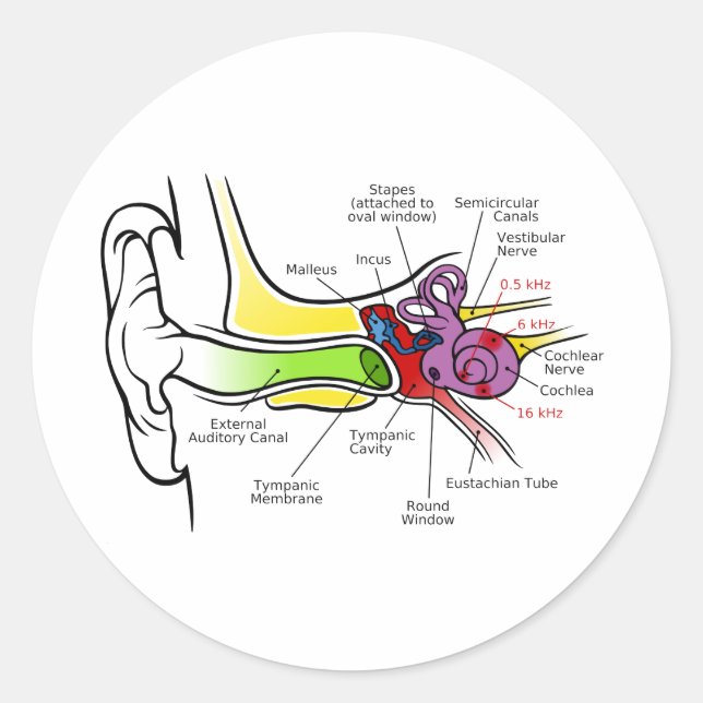 Adesivo Redondo Diagrama auricular Humano com Mapeamento de Frequê (Frente)