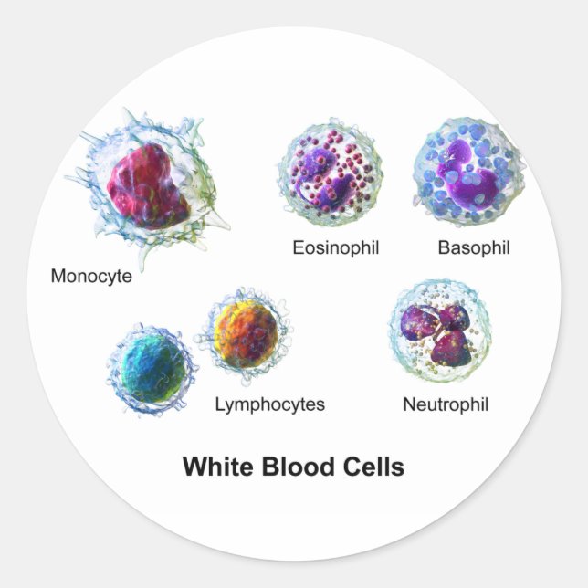 Adesivo Redondo Diagrama das células brancas do sangue Leucócitos (Frente)