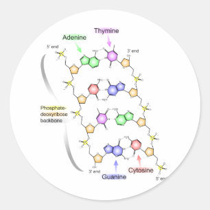 Adesivo Redondo Diagrama detalhado da estrutura química do ADN