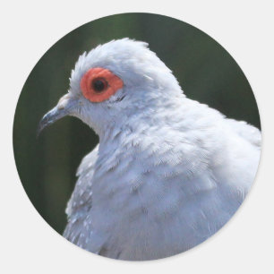 Adesivo Redondo Diamond Dove in Spotlight