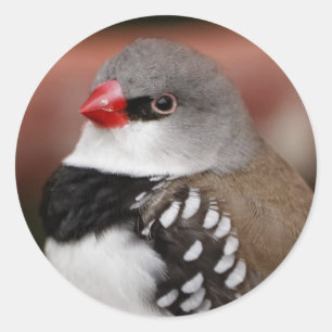 Adesivo Redondo Diamond Firetail Finch