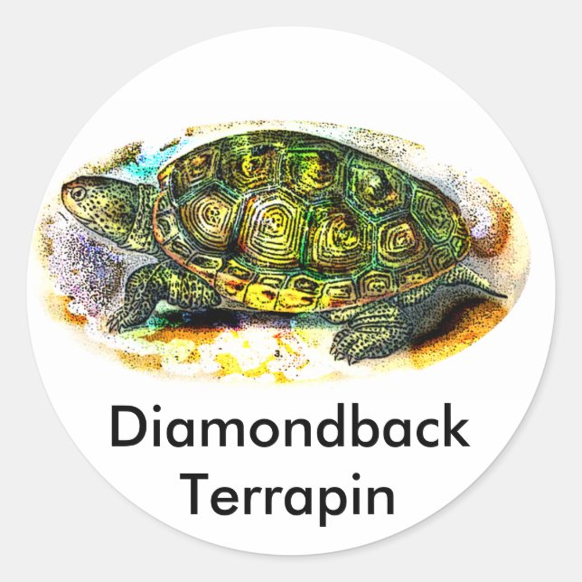 Adesivo Redondo diamondback Terrapin Turtle da JungleWalk.Com (Frente)