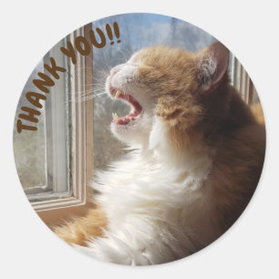 Adesivo Redondo Diego, o Gato Obrigado Sticker