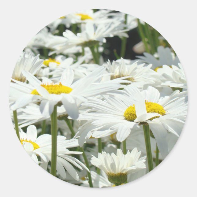 Adesivo Redondo Disies Stickers personalizados White Daisy Flowers (Frente)