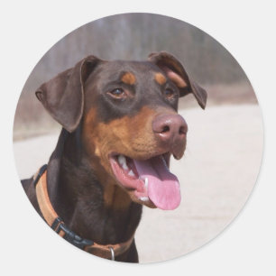 Adesivo Redondo Doberman