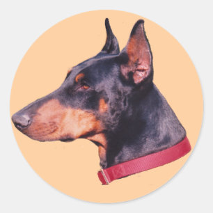 Adesivo Redondo Doberman Pinscher Dog Sticker Preto