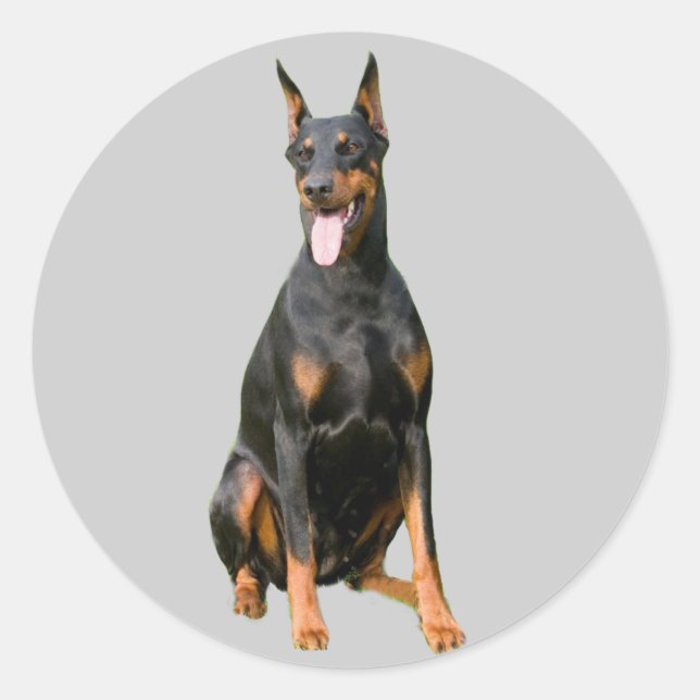 Adesivo Redondo Doberman Pinscher Sticker (Frente)