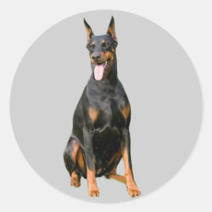 Adesivo Redondo Doberman Pinscher Sticker