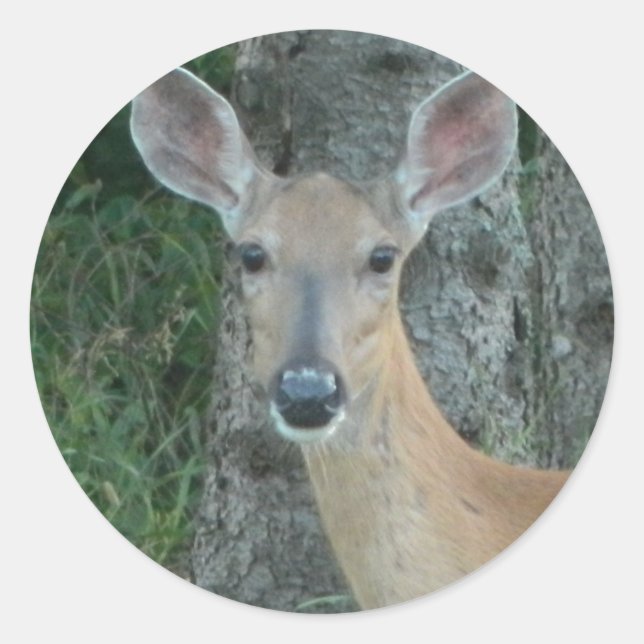 Adesivo Redondo Doe Eyes Beauful Deer Whitetail Scrapbooking (Frente)