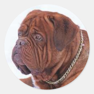 Adesivo Redondo Dogue De Bordeaux