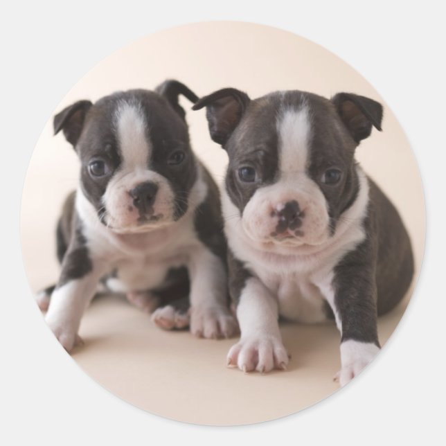 Adesivo Redondo Dois Boi Terrier Puppies (Frente)